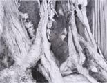 Banyon Tree Cavities
