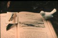 Bird Stories 6, copyright Dolie Thompson