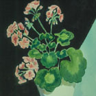 Pink Geranium © Marie C. Cook | All Rights Reserved Pink Geranium © Marie C. Cook | All Rights Reserved