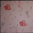 Oral Fixations © 1995 Laurie Elizabeth Talbot Hall | All Rights Reserved Oral Fixations © 1995 Laurie Elizabeth Talbot Hall | All Rights Reserved