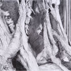 Banyon Tree Cavities © 2007 Janet Hart Heinicke | All Rights Reserved Banyon Tree Cavities © 2007 Janet Hart Heinicke | All Rights Reserved