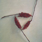 Triad © 1997 Louise Kames | All Rights Reserved Triad © 1997 Louise Kames | All Rights Reserved