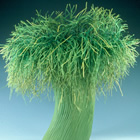 Tree, copyright 2001 Mary Merkel-Hess | All Rights Reserved Tree, copyright 2001 Mary Merkel-Hess | All Rights Reserved