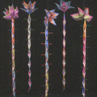 Forest Flora © 1998-2000 Priscilla Kepner Sage | All Rights Reserved Forest Flora © 1998-2000 Priscilla Kepner Sage | All Rights Reserved