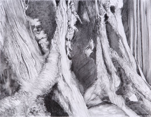 Banyon Tree Cavities