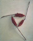Triad, copyright Louise Kames
