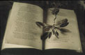 Sage, copyright Dolie Thompson