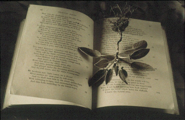 Sage, copyright Dolie Thompson