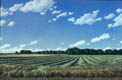 Windrows, copyright Ellen Wagener