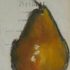 German Pear © Vicki Ingham | All Rights Reserved