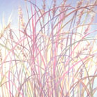 Fen Grasses © 2007 Elizabeth Miller | All Rights Reserved