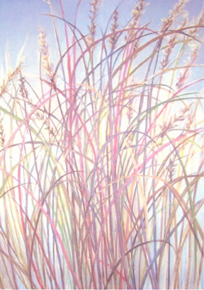 Fen Grasses © 2007 Elizabeth Miller | All Rights Reserved