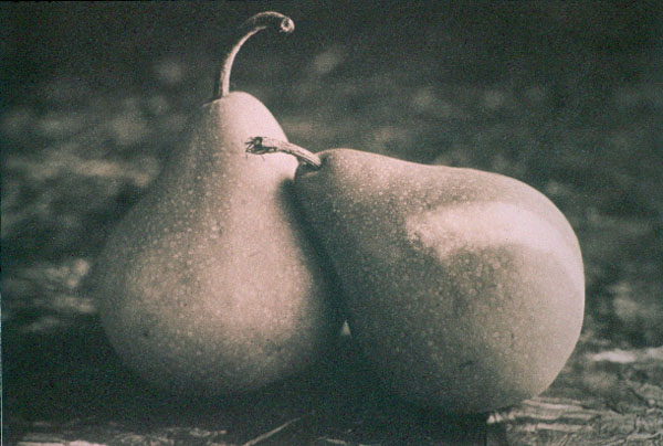 Pear Duo © Dolie Thompson | All Rights Reserved